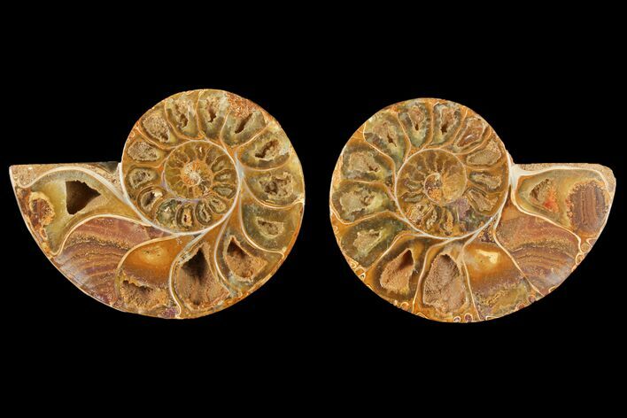 Cut & Polished Agatized Ammonite Fossil- Jurassic #131746
